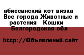 абиссинский кот вязка - Все города Животные и растения » Кошки   . Белгородская обл.